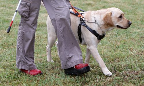 Photo of a person walking with a guide dog.