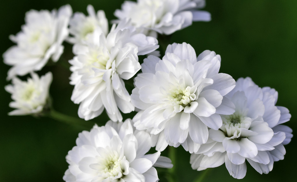 Photo of white flowers.