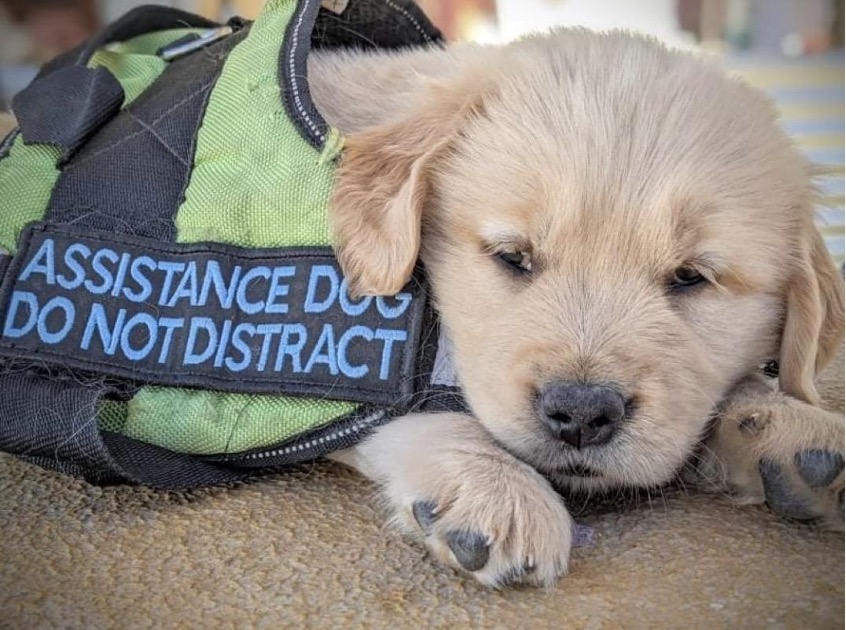 A photo of Goose, a small golden retriever puppy, wearing a fluro vest that reads “Assistance Dog Do Not Distract.” Goose is sleeping on concrete and has his eyes half closed, his head resting on his paws.