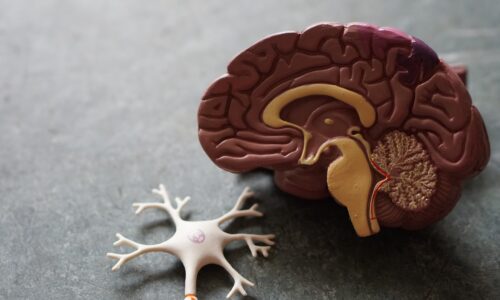 A model of one hemisphere of the human brain and a neuron