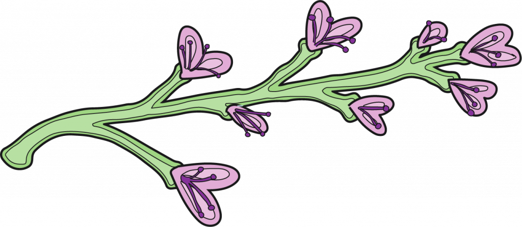 Green flower stalk with 8 purple heart shaped flowers.